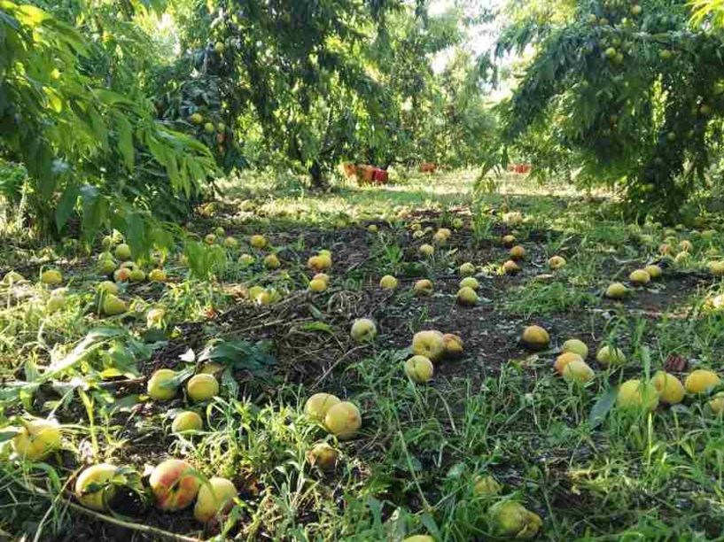 Ενημέρωση για δηλώσεις ζημιάς από χαλάζι ή βροχόπτωση σε Νάουσα, Γιαννακοχώρι και Στενήμαχο