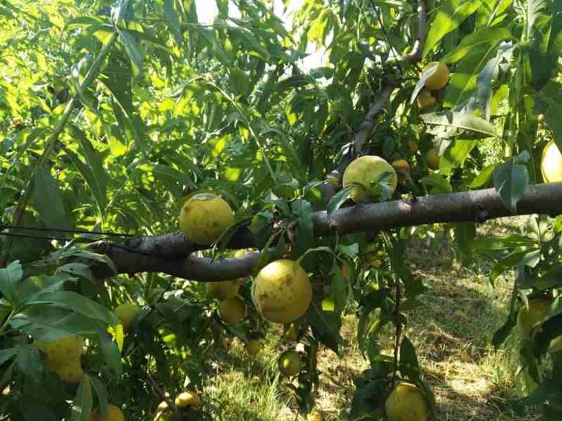 Πορίσματα ΕΛΓΑ για ζημιές από χαλάζι σε Κοπανό, Λευκάδια, Μαρίνα, Πολλά Νερά