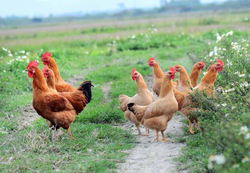 Γρίπη των πτηνών: Επείγουσα ενημέρωση πτηνοτρόφων, κατόχων οικόσιτων πουλερικών, κρατικών υπηρεσιών και λοιπών ιδιωτικών φορέων
