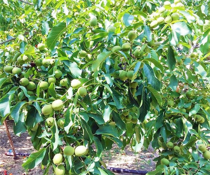 ΜΗΤΡΟΔΩΡΟΥ ΕΠΙΓΡΑΜΜΑΤΑ ΑΡΙΘΜΗΤΙΚΑ