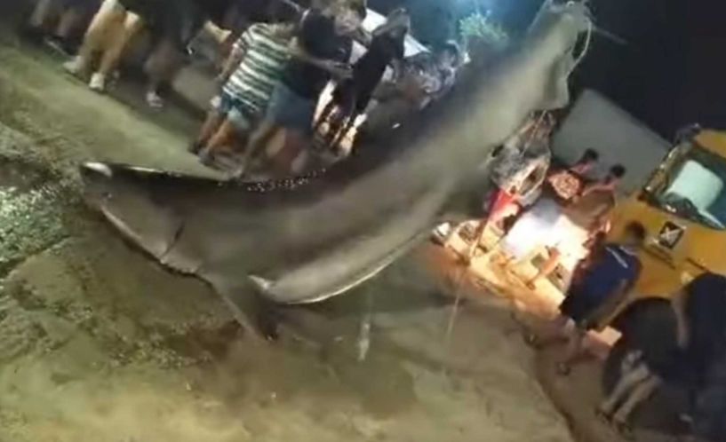 Πάτρα: Ένας καρχαρίας ασήκωτος! Με γερανό τον σήκωσαν οι ψαράδες (Βίντεο)