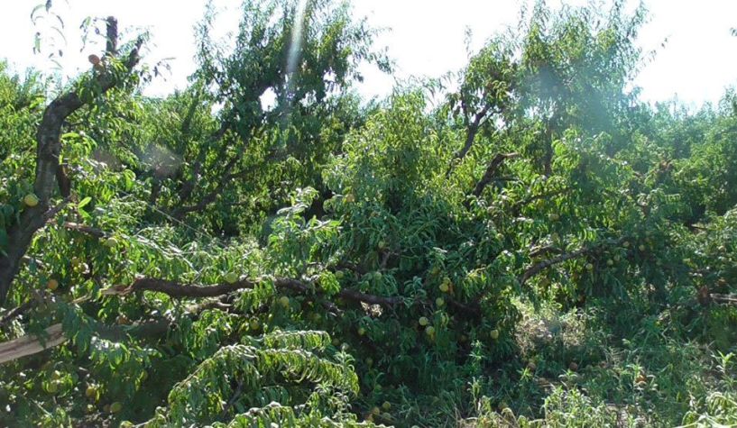 Τα αιτήματα του Αγροτικού  Συλλόγου Ημαθίας μετά τις καταστροφές από την χαλαζόπτωση και την ισχυρή ανεμοθύελλα