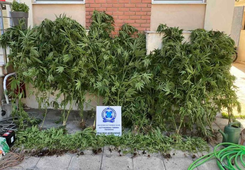 Ημαθία: Εντοπίστηκε φυτεία 120 δενδρυλλίων κάνναβης, ύψους έως 2 μέτρων