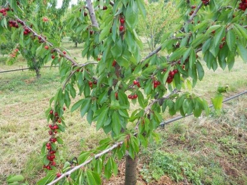 Αναγγελία ζημίας για παγετό σε Νάουσα Στενήμαχο και Αρκοχώρι