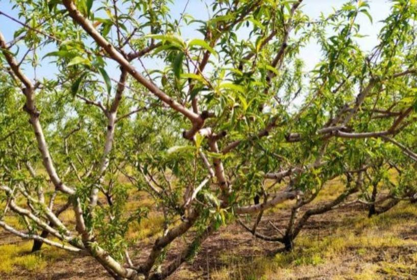 Σε απόγνωση οι αγρότες σε Ημαθία και Πέλλα - Κοινή ανακοίνωση των Αγροτικών Συλλόγων για τις ζημιές στα δέντρα από παγετούς και χαλαζοπτώσεις