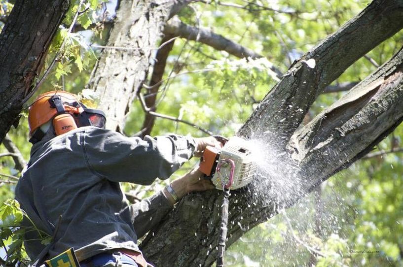 Απαγόρευση κυκλοφορίας σε περιοχή της Βέροιας για κοπή δέντρων