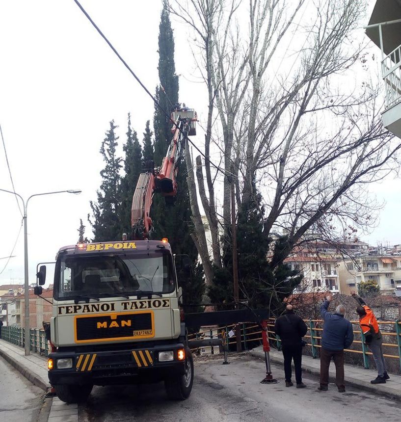 Κλάδεψαν μια 50άρα λεύκα