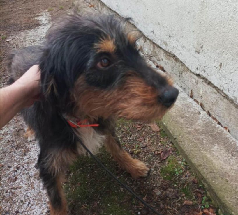 Βρέθηκε  κυνηγόσκυλο