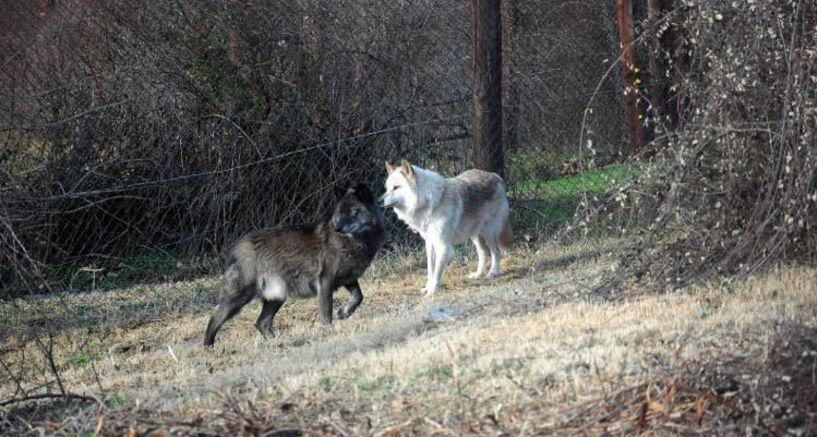 Λύκος εμφανίστηκε σε χωράφι έξω από τον Διαβατό