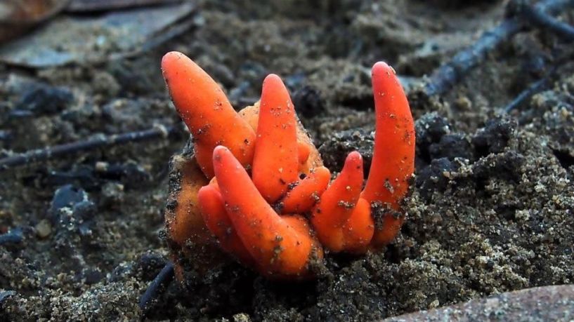 Δηλητηριώδες Κοράλλι της Φωτιάς, ένα από τα πιο επικίνδυνα μανιτάρια στον κόσμο