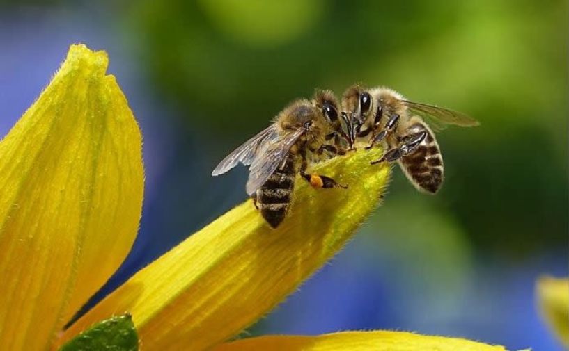 Συμμετοχή στο πρόγραμμα βελτίωσης των συνθηκών παραγωγής και εμπορίας των προϊόντων μελισσοκομίας για το έτος 2021