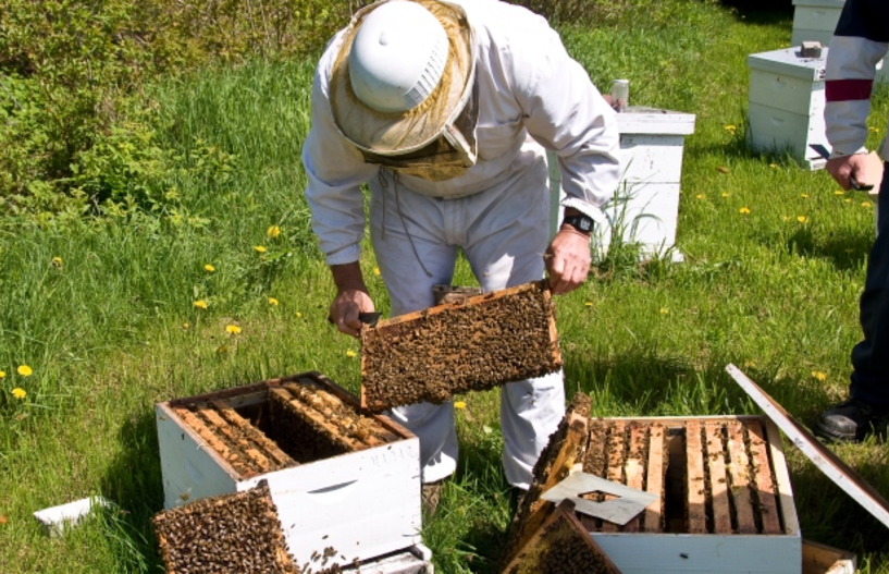 Περιφερειακή Ενότητα Ημαθίας: Μέχρι τις 21 Ιανουαρίου 2019 οι αιτήσεις για αντικατάσταση κυψελών και στήριξης της νομαδικής μελισσοκομίας