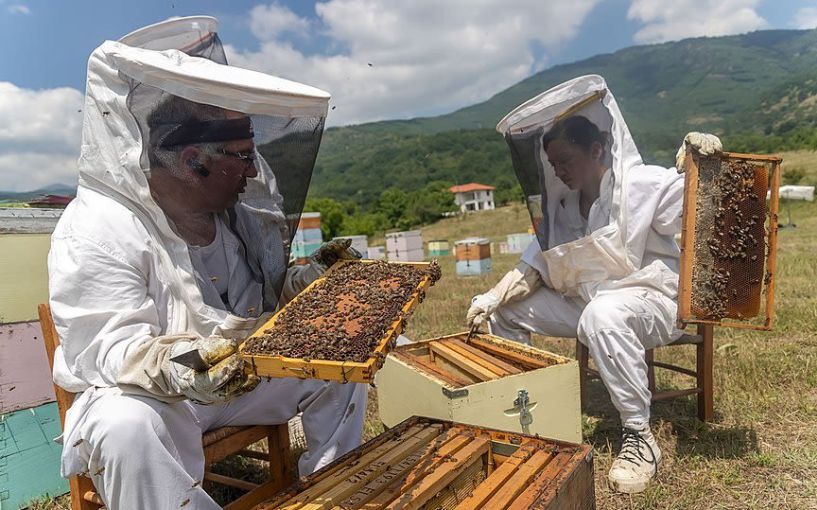 Ταχύρρυθμο σεμινάριο για επαγγελματίες Μελισσοκόμους της Πέλλας - Οι θεματικές ενότητες
