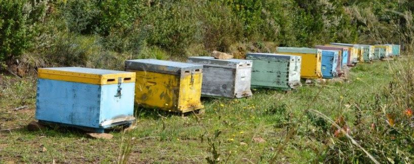 Π.Ε Ημαθίας: Μέχρι τις 31 Δεκεμβρίου  2020 οι αιτήσεις για δήλωση κατεχομένων κυψελών μελισσοσμηνών  (διαχείμαση)