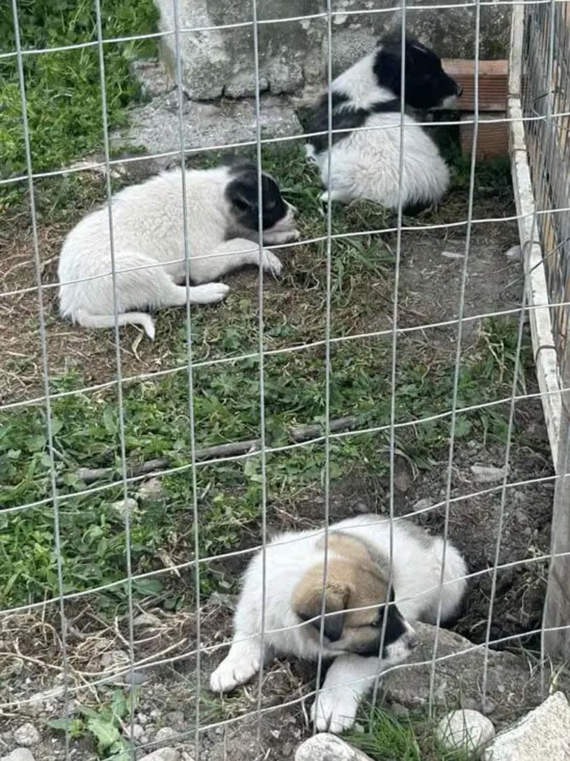Δήμος Αλεξάνδρειας:  Μήνυση για εγκατάλειψη  νεογέννητων κουταβιών έξω από τον χώρο φύλαξης αδέσποτων ζώων  υποβλήθηκε  από τον αντιδήμαρχο Νικόλαο Γιαννάκη 