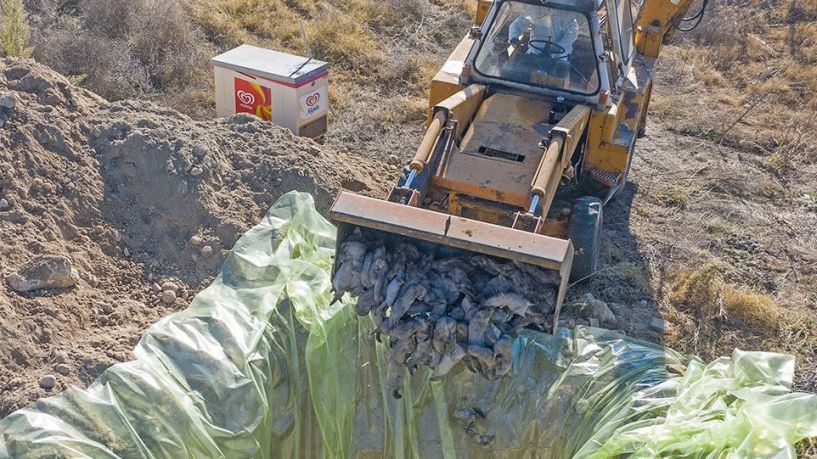 Κοζάνη: Ξεκίνησε η θανάτωση 2.500 μι