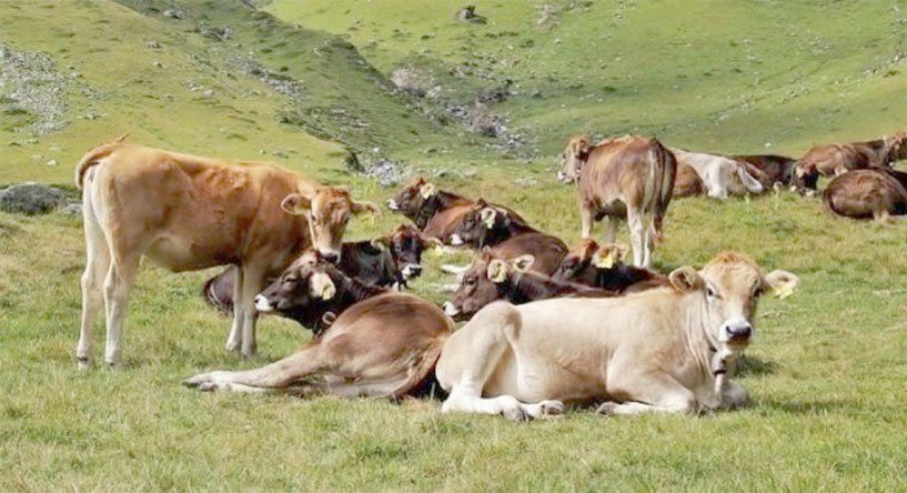 Εστία πανώλους μικρών μηρυκαστικών στην Ελλάδα