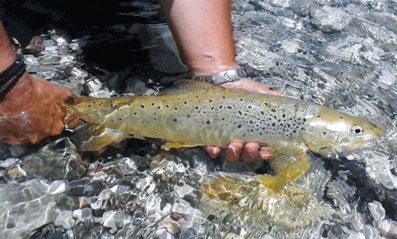 Απαγόρευση ψαρέματος με κάθε μέσο σε ποτάμια, λίμνες και ρυάκια της Κεντρικής Μακεδονίας