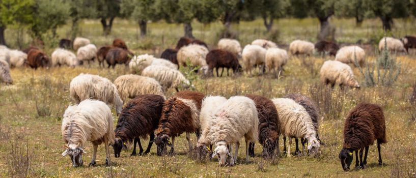 Δήμος Νάουσας: Μέχρι τις 15 Ιουνίου η υποβολή δηλώσεων βοσκής των κτηνοτρόφων