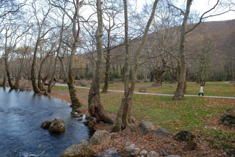 Πρόωρη φυλλόπτωση  στα Πλατάνια του Αγίου Νικολάου Νάουσας, λόγω καύσωνα
