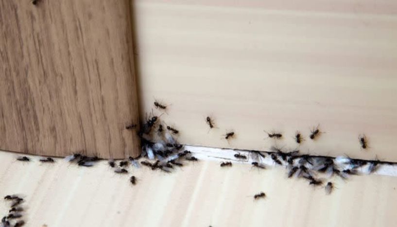 Πώς να απαλλαγείς από τα μυρμήγκια με υλικά που ήδη έχεις στο σπίτι