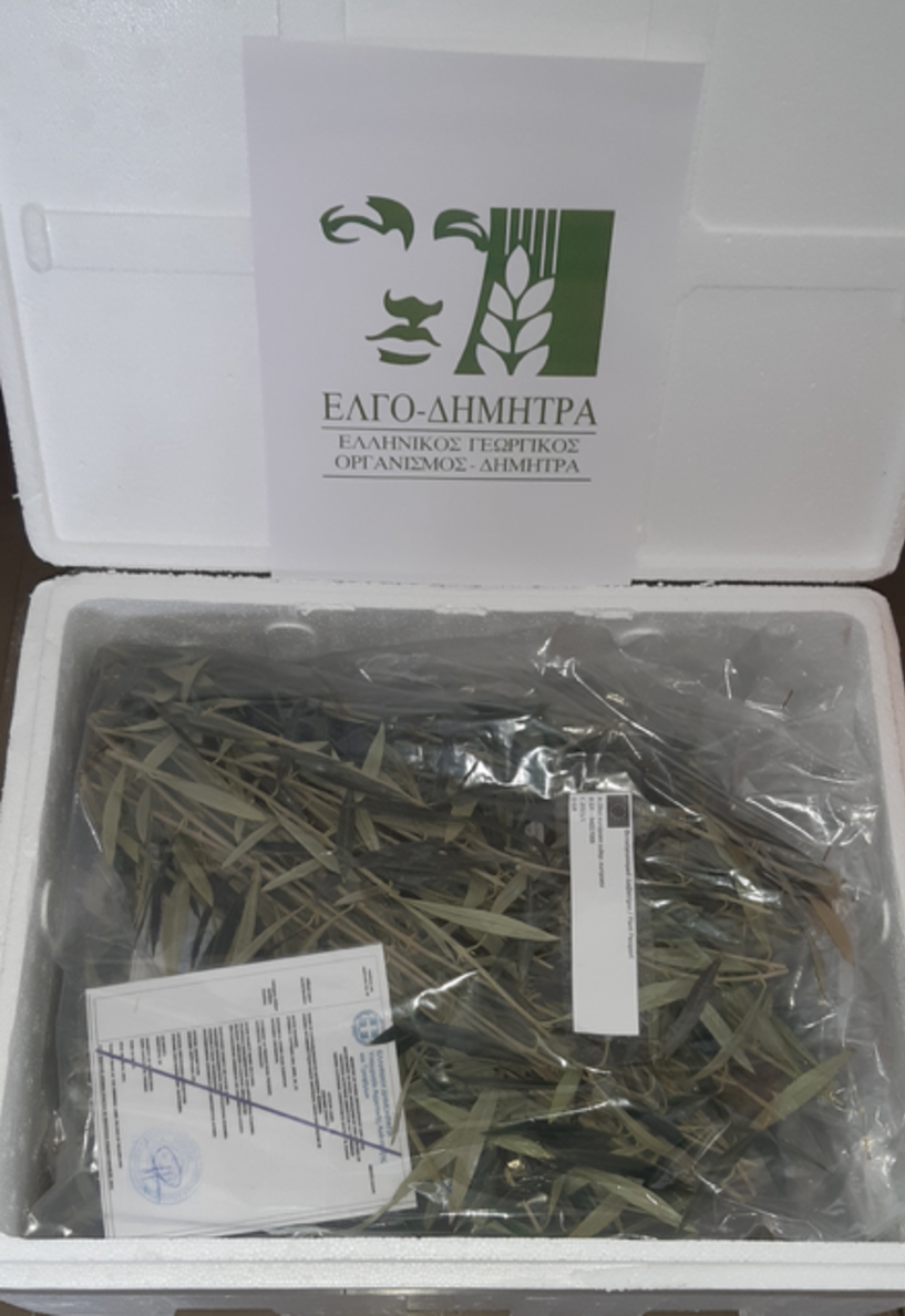 Nέο κεφάλαιο στην παραγωγή πολλαπλασιαστικού υλικού οπωροφόρων δένδρων στην Ελλάδα από τον ΕΛΓΟ-ΔΗΜΗΤΡΑ