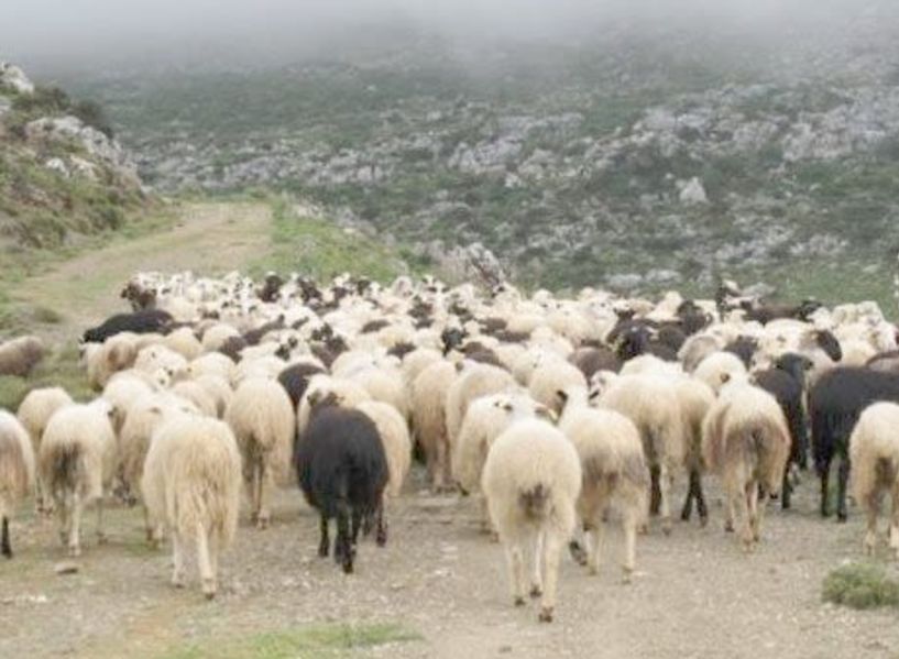 Μέχρι και τις 15 Φεβρουαρίου 2018    Π.Ε Ημαθίας: Παράταση πληρωμής των οφειλών για τις κατανομές των βοσκήσιμων γαιών των ετών 2016 και 2017