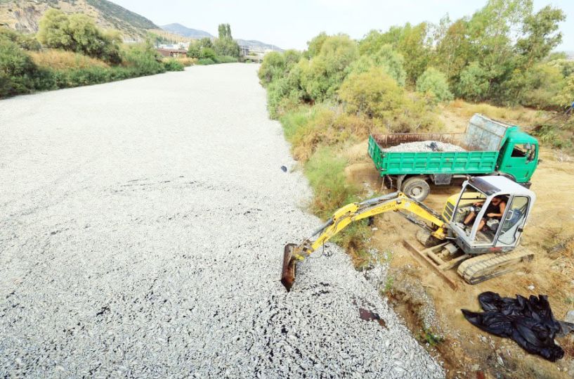 Δυστοπικές εικόνες στον Παγασητικό Βόλου, από τα αμέτρητα νεκρά ψάρια