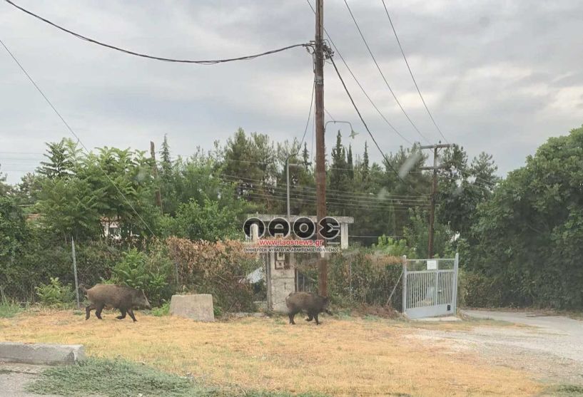 Τα αγριογούρουνα στις πόλεις δεν είναι πλέον είδηση!!!