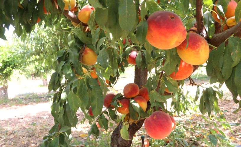 Κρίσιμη η συνεδρίαση του ΕΛΓΑ την Πέμπτη για τις αποζημιώσεις από τη βροχόπτωση του καλοκαιριού. Με το δάκτυλο στη σκανδάλη οι παραγωγοί