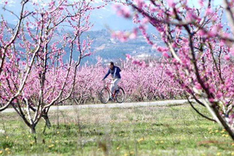 Πρεμιέρα σήμερα για τις «Ανθισμένες Ροδακινιές» του βεροιώτικου κάμπου