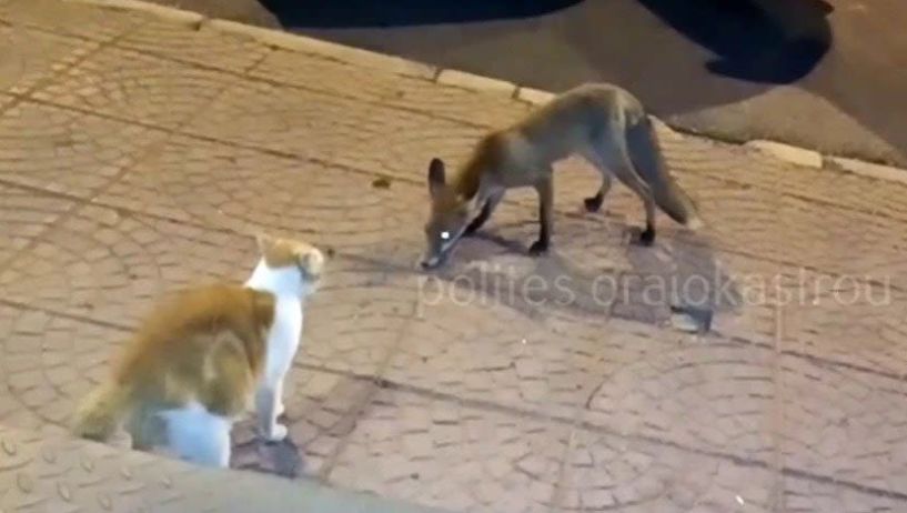 Ωραιόκαστρο: Αλεπού έκοβε βόλτες έξω από μπαρ... ψάχνοντας τροφή! - Δείτε το βίντεο