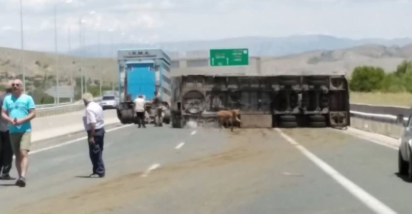 Κοζάνη: Χαμός στην Εγνατία -  Ανετράπη φορτηγό-νταλίκα που μετέφερε αγελάδες! (Βίντεο)