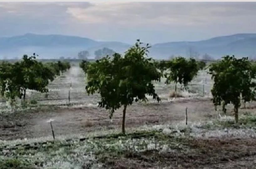 Δήμαρχος Αλεξάνδρειας: Άμεση αποστολή κλιμακίου του ΕΛΓΑ για την εκτίμηση των ζημιών από τον παγετό 