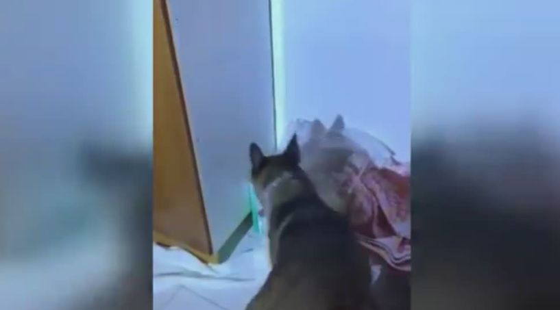 Βρήκαν τον μπελά τους με την «Minnie»! Επεισοδιακή σύλληψη με 123 γραμμάρια κάνναβης στην Πιερία - Βίντεο