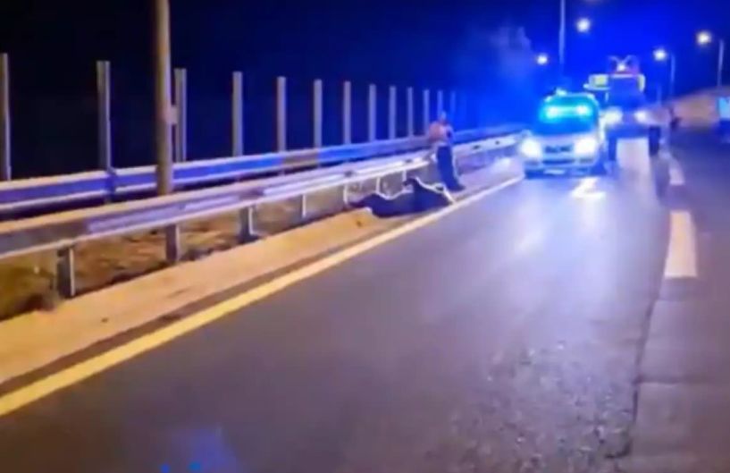 Κοζάνη: Αρκούδα συγκρούστηκε με αυτοκίνητο στην Εγνατία Οδό (Βίντεο)