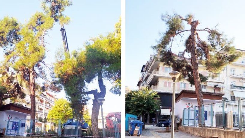 Απομακρύνθηκαν από την αυλή του 6ου δημοτικού τα ξεραμένα και ασθενή δέντρα και κλαδιά