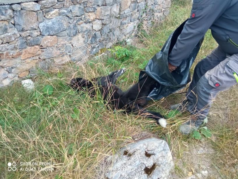 Αδιανόητο!  Άγνωστοι στο Σέλι δηλητηρίασαν τέσσερα σκυλιά και μια γάτα! - Καταγγελία των κατοίκων στην Αστυνομία 