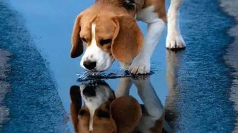 28-03 έως 03-04-2026: Δράσεις διαχείρισης αδέσποτων ζώων συντροφιάς στα όρια του Δήμου Αλεξάνδρειας 