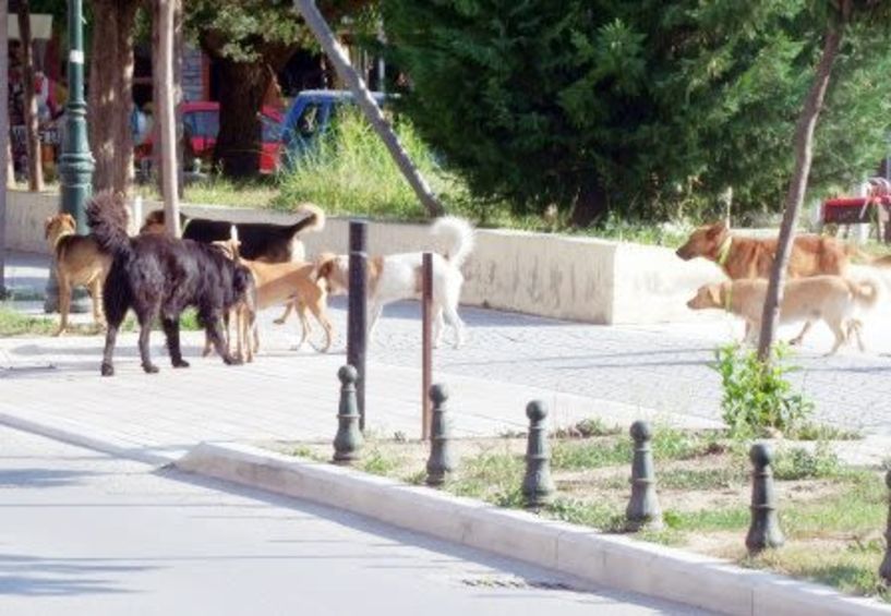 Μια ακόμα επίθεση αδέσποτων σε γυναίκα, που μεταφέρθηκε στο νοσοκομείο