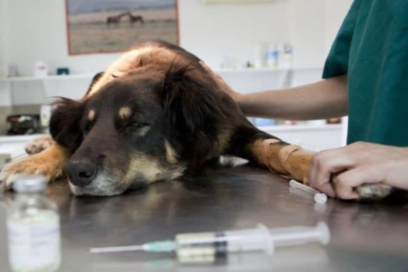 Ξεκινάει το πρόγραμμα εθελοντικών στειρώσεων αδέσποτων ζώων συντροφιάς στο Δήμο Βέροιας