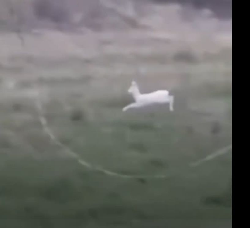 Δύο σπάνια λευκά ζαρκάδια κατέγραψε αγρότης στην Ημαθία