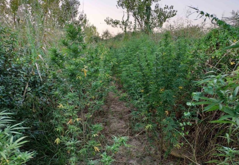 Ημαθία: Καλλιεργούσαν 17 δενδρύλλια κάνναβης ύψους 3,5 μέτρων! Συνελήφθησαν από το Τμήμα Ασφάλειας Κιλκίς