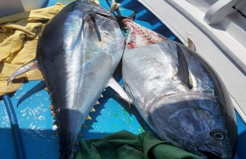 Διακοπή αλιείας τόννου λόγω εξάντλησης της εθνικής ποσόστωσης
