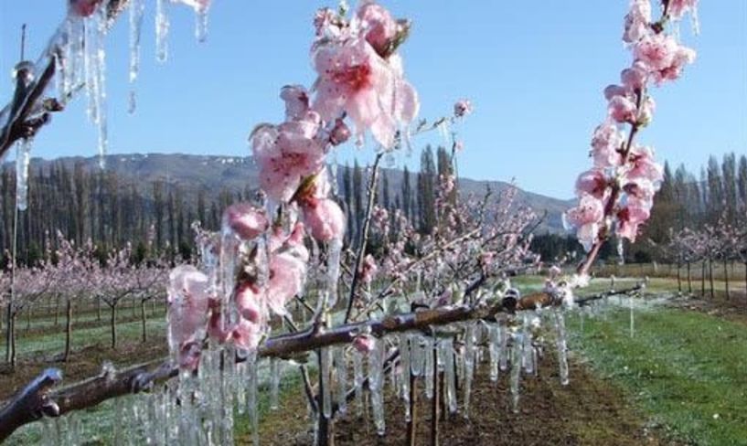 Ανακοινώθηκαν τα Πορίσματα εκτίμησης ζημιών από τον παγετό της 17ης Μαρτίου στο Κεφαλοχώρι