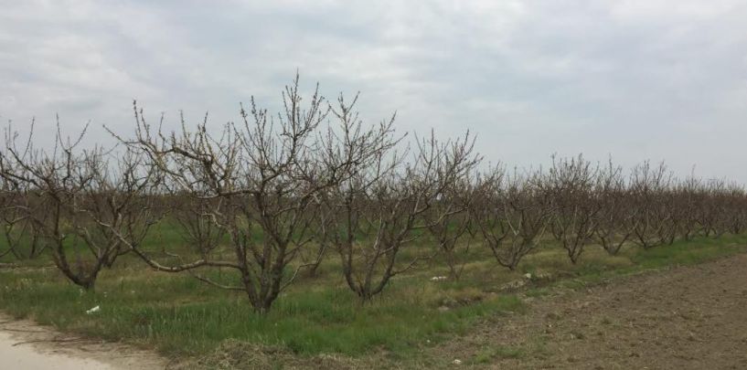 Απ. Βεσυρόπουλος: Με τρία χρόνια καθυστέρηση η έναρξη της διαδικασίας για την την καταβολή των αποζημιώσεων στους αγρότες της Ημαθίας που οι δενδροκαλλιέργειες τους ξεράθηκαν