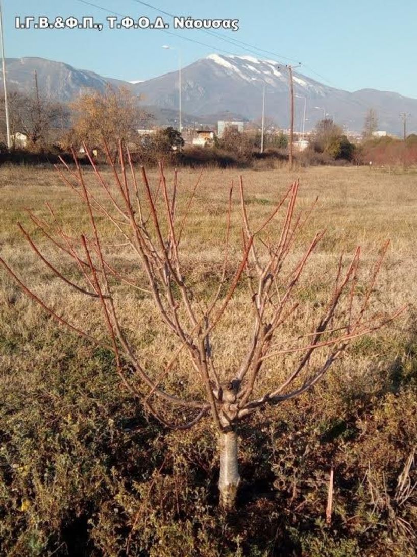 To Agroweek της ΕΡΤ 3 στο Ινστιτούτο Φυλλοβόλων Δένδρων 