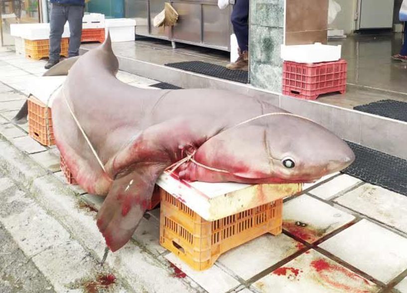 Γαλέος 4 μέτρων, από τη Σαμοθράκη στη Βέροια