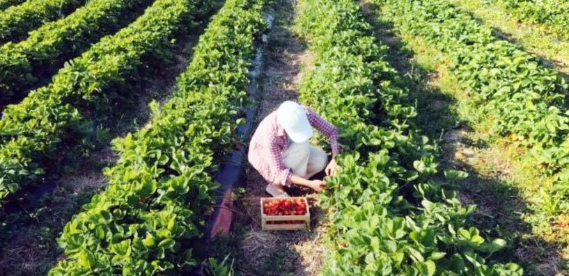 Γεωργαντάς για Ελληνίδα αγρότισσα: Η ψυχή της γης μας και με…αριθμούς - Από τους 328.121 επαγγελματίες αγρότες, οι 151.055 είναι γυναίκες