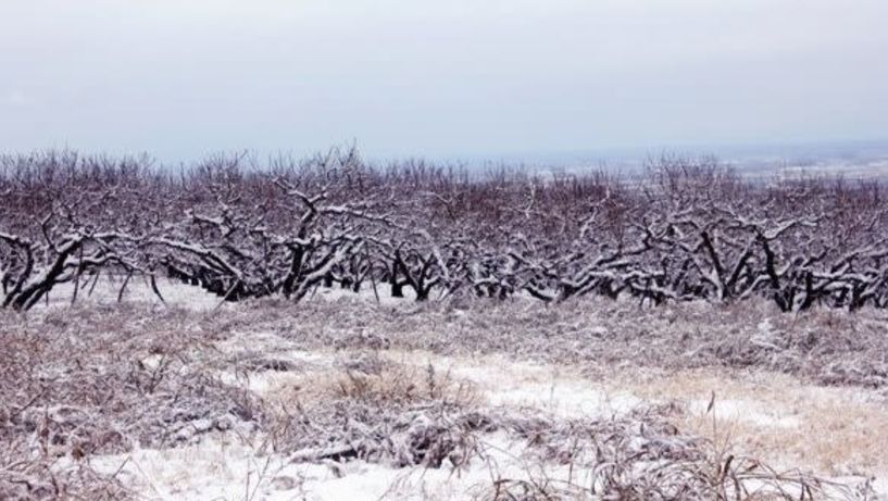 Φόβος και τρόμος στον κάμπο για τις πολύ χαμηλές   θερμοκρασίες που αναμένονται το ερχόμενο διήμερο